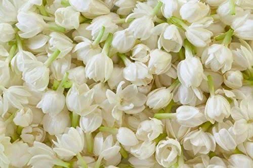 Jasmine