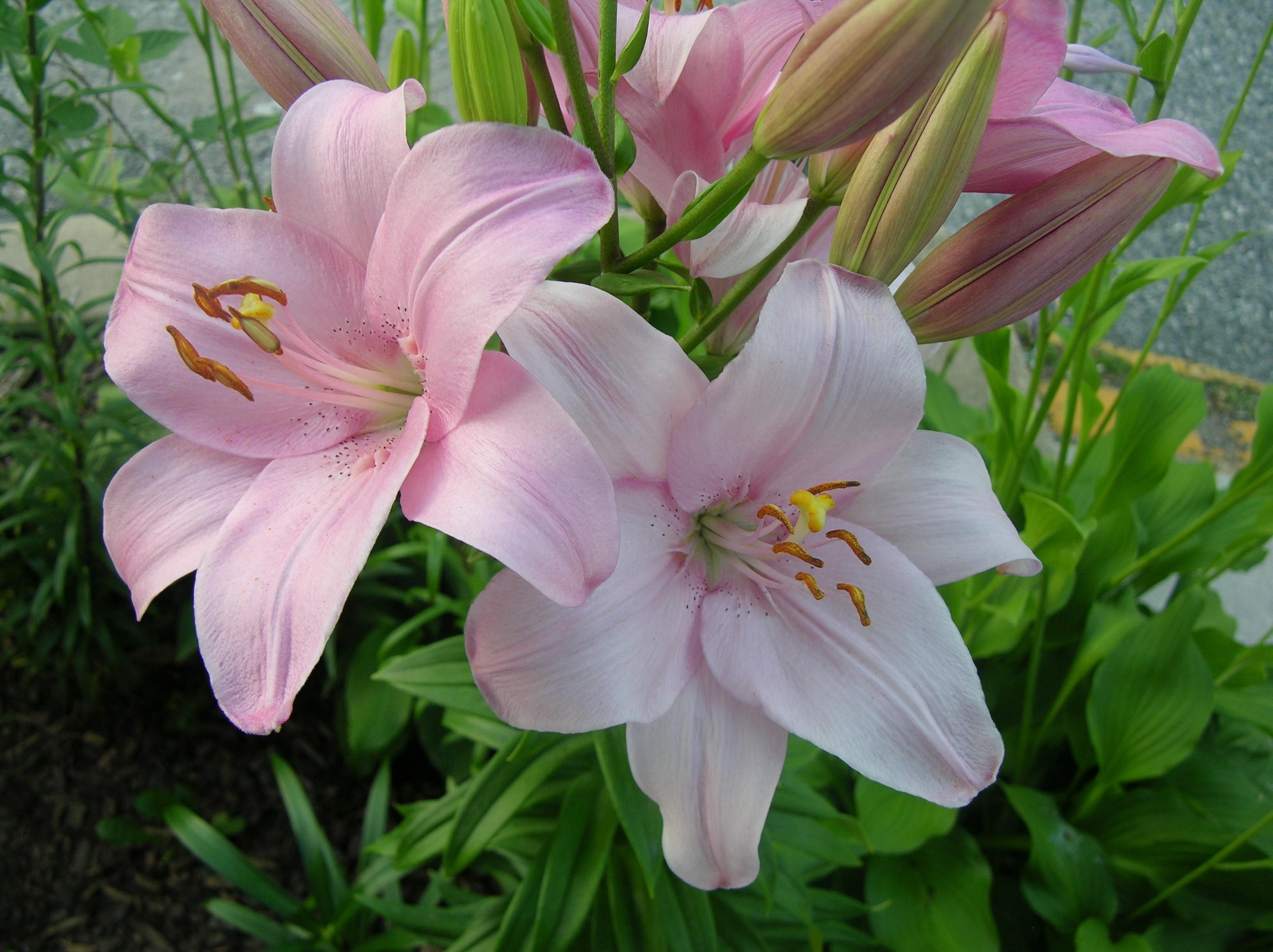 Lily