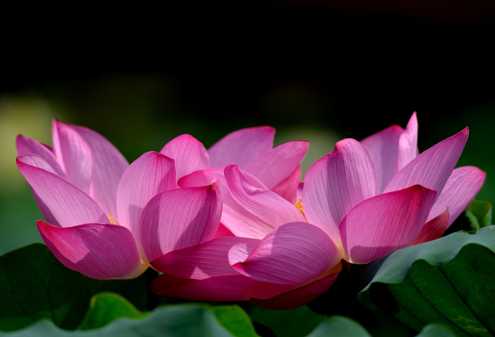 Lotus