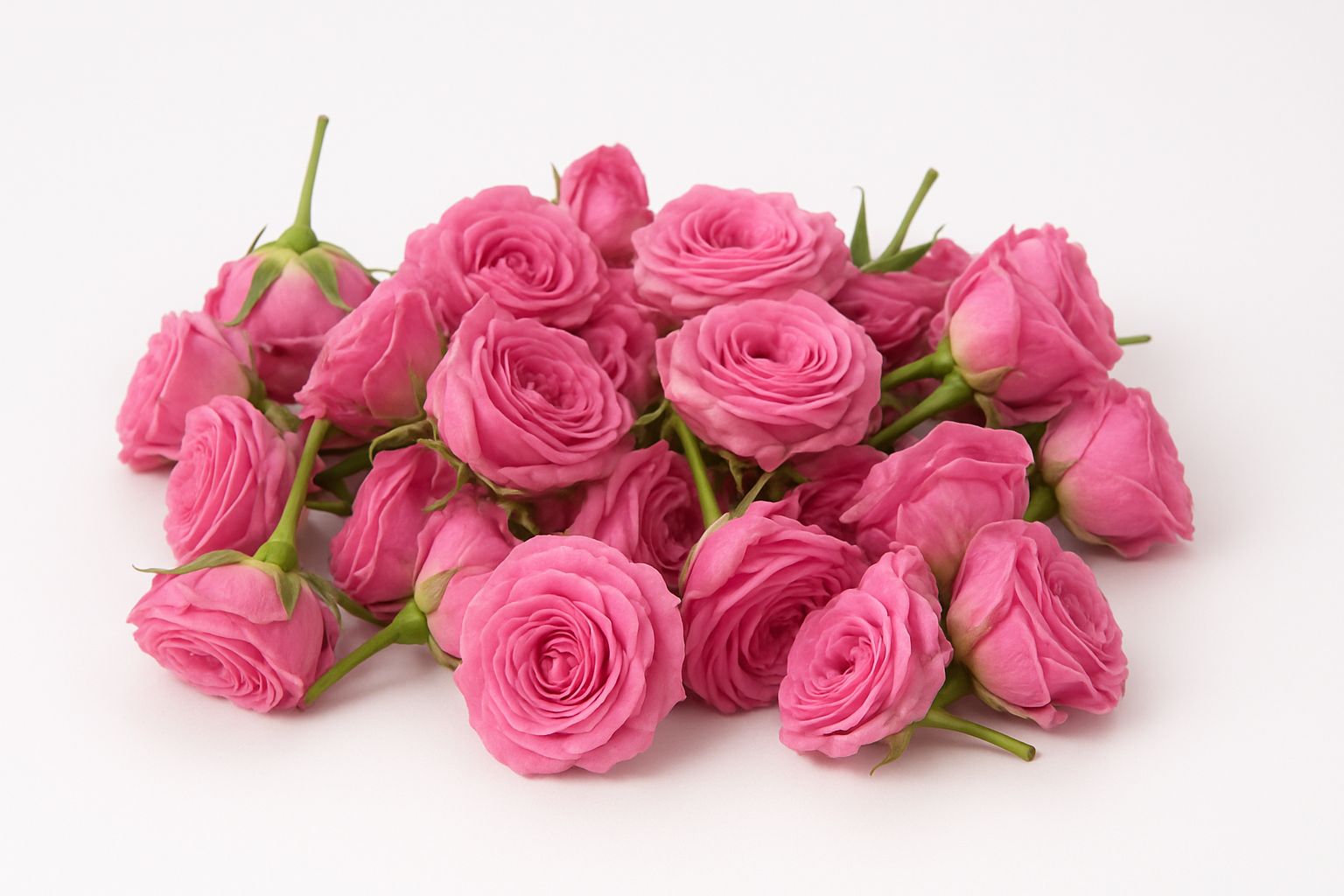 Pink Roses
