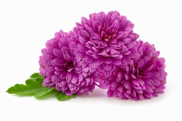 Violet Chamanthi