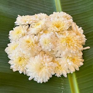 White Chamanthi
