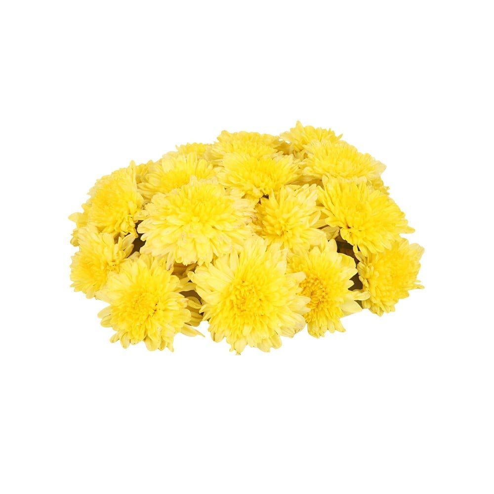 Yellow Chamanthi